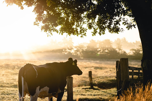 5 Amazing Tips to Manage Your Farm Animals Better